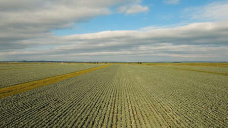 Aerial view of a freshly growing cabbage field. Arable farmland with fresh Chinese cabbage, aerial...