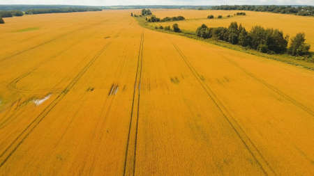 Aerial view wheat field. Golden wheat field. Yellow grain ready for harvest growing in a farm field.の写真素材
