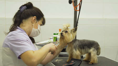Pet grooming salon. Grooming a little dog in pet grooming, hairdressing salon for dogs. Small dog...