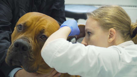Veterinarian examines the ears of a dog in a veterinary clinic. Dog at a veterinarian on examination.の写真素材