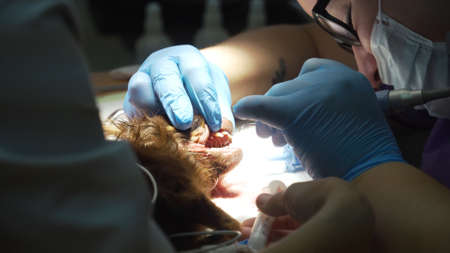Dog is having a teeth clean on the surgical table. Sanitation of the oral cavity in dogs. Dentist vet treated teeth, the animal is under anesthesia in a veterinary clinic. Veterinary stomatology, cleaning teeth from plaque and stone.の写真素材