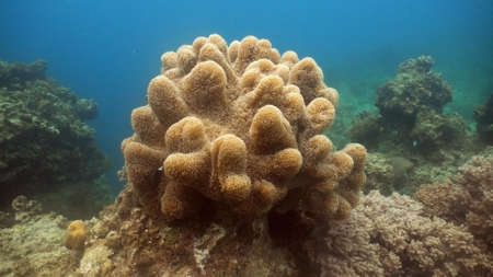 Fish and coral reef. Tropical fish on a coral reef. Wonderful and beautiful underwater world with...