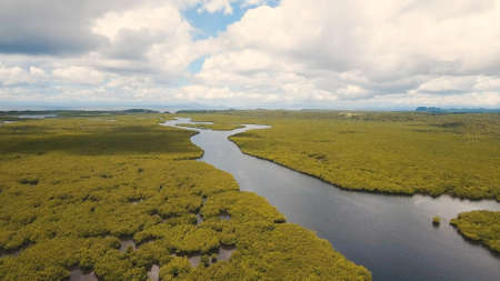 Aerial view of mangrove forest and river on the Siargao island. Mangrove jungles, trees, river. Mangrove landscape. Philippines.の写真素材