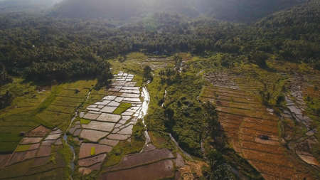 Terrace rice field from aerial view. Aerial view of a rice field. Terrace rice field from on the background of mountains and hills. Philippines, Camiguin.の写真素材