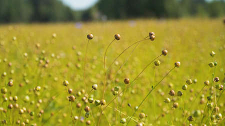 Maturing flax in a large field, almost ready to harvest. Flax field in Summer. Field of golden flax seeds.の写真素材