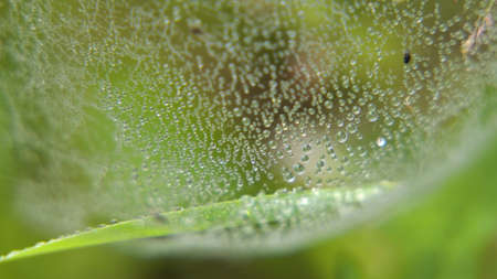 Drop of dew in morning on leaf with sun light. Water drops on the green grass. Water drops on fresh...