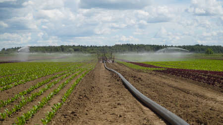 Aerial view: Crop Irrigation using the center pivot sprinkler system. An irrigation pivot watering...