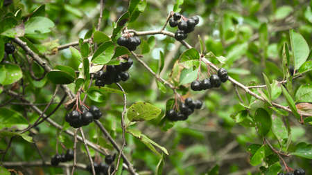 Branch of the ripe berries of a chokeberry.fresh fruits of black aronia.Black ashberry. Black rowan...
