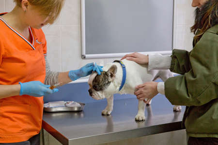 Veterinarian speaks to the dog owner in a veterinary hospital. Dog in the office of a vet doctor.