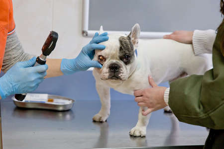 Veterinarian checks the eyes of a dog, biomicroscopy. Veterinarian ophthalmologist doing medical procedure, examining the eyes of a dog in a veterinary clinic. Healthy dog under medical exam.の写真素材