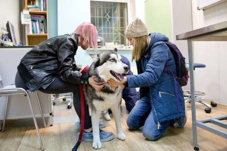 Girl with a dog in the office of a veterinarian at a veterinary clinic. Doctor in medical clinic working at computer.の写真素材