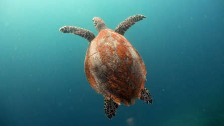 Sea turtle swimming underwater in the sea. Turtle moves its flippers in the ocean under water in the...