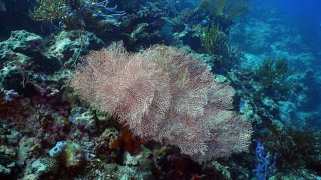 Fish and coral reef. Tropical fish on a coral reef. Wonderful and beautiful underwater world with corals and tropical fish. Hard and soft corals. Diving and snorkeling in the tropical sea. Travel concept.の写真素材