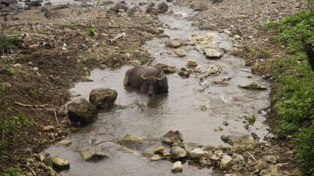 Asian bull cooled in a mountain river in the Philippines. Black bull lying in the river.の写真素材