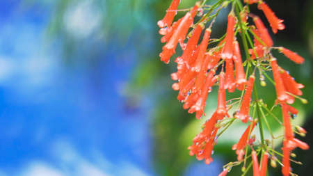 Beautiful red flower bud covered in rain drops close up.の写真素材