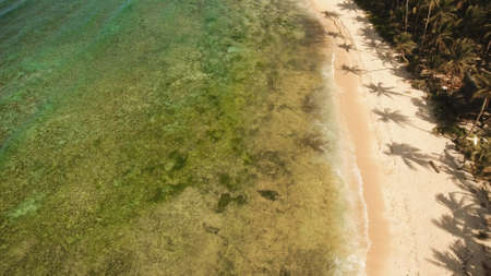 Beautiful tropical sand beach, palm trees. Aerial view of tropical beach on the island Siargao, Philippines. Tropical landscape: beach with palm trees. Seascape: Ocean, sky, sea . Philippines. Travel concept.の写真素材