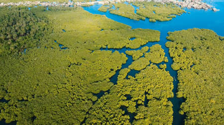 Aerial view of mangrove forest and river on the Siargao island. Mangrove jungles, trees, river. Mangrove landscape. Philippines.の写真素材