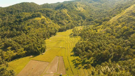 Rice field with yellowish green grass. Aerial view: rice plantation. Terrace rice field from aerial view. Philippines, Bohol.の写真素材