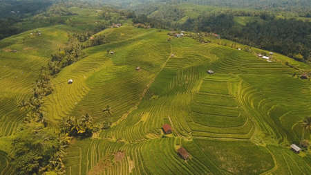 Aerial view of rice terrace field, farmlands. Rice plantation,terrace, agricultural land of farmers. Bali, Indonesiaの写真素材