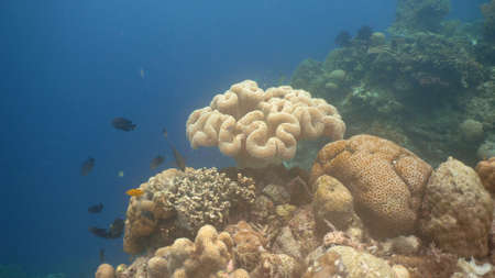 Fish and coral reef. Tropical fish on a coral reef. Wonderful and beautiful underwater world with...