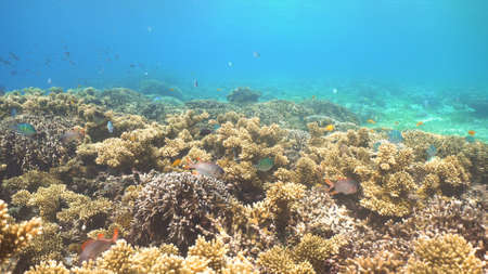 Fish and coral reef. Tropical fish on a coral reef. Wonderful and beautiful underwater world with corals and tropical fish. Hard and soft corals. Diving and snorkeling in the tropical sea. Travel concept.の写真素材