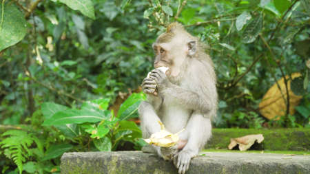 Monkey macaque in the rain forest. Monkeys in the natural environment. Bali, Indonesia. Long-tailed macaques, Macaca fascicularis.の写真素材