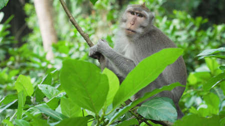 Monkey macaque in the rain forest. Monkeys in the natural environment. Bali, Indonesia. Long-tailed...
