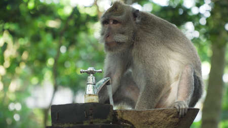 Monkey macaque in the rain forest. Monkeys in the natural environment. Bali, Indonesia. Long-tailed macaques, Macaca fascicularis.の写真素材