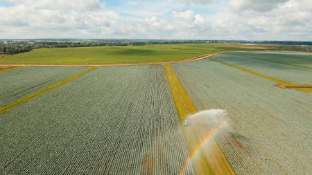 Aerial view: Irrigation equipment watering cabbage field. Irrigation system watering farm field.の写真素材