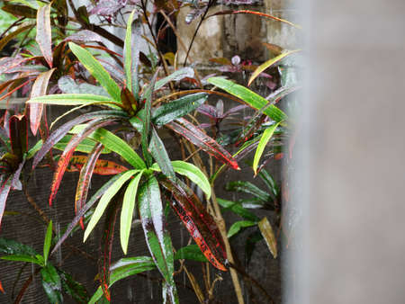 Heavy rain shower with rain drops on trees, plants and leaves.