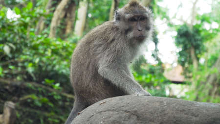 Monkey macaque in the rain forest. Monkeys in the natural environment. Bali, Indonesia. Long-tailed...
