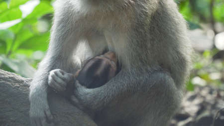 Monkey macaque in the rain forest. Monkeys in the natural environment. Bali, Indonesia. Long-tailed...