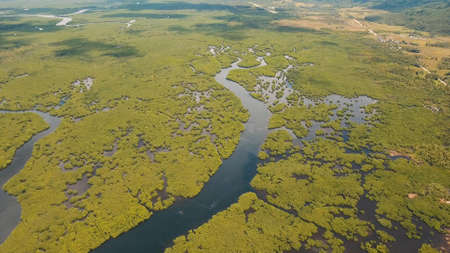 Aerial view of mangrove forest and river on the Siargao island. Mangrove jungles, trees, river. Mangrove landscape. Philippines.の写真素材