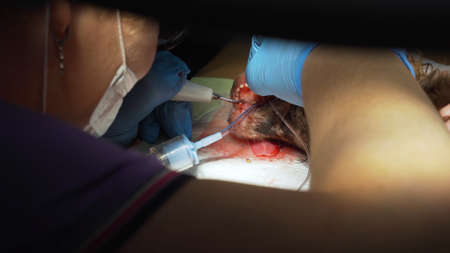 Dog is having a teeth clean on the surgical table. Sanitation of the oral cavity in dogs. Dentist...