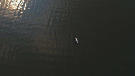 Young girl floats on an inflatable mattress in the lake.Aerial view:Girl is happy and float on inflatable mattress.Beautiful girl floating on inflatable raft in the river.Teen girl relaxing on inflatable mattress.Adorable girl with inflatable air mattress in outdoor.の写真素材