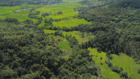 Aerial view of rice plantation,terrace, agricultural land of farmers. Tropical landscape with...