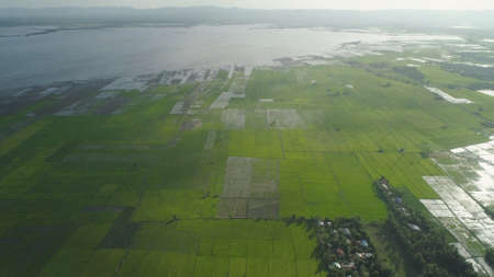 Aerial view of agricultural land, rice terraces near the lake Bato, Philippines, Luzon. Tropical...