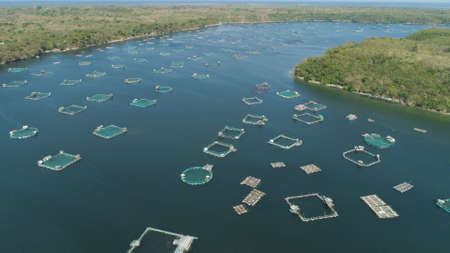 Fish farm with cages for fish and shrimp in the Philippines, Luzon. Aerial view of fish ponds for...