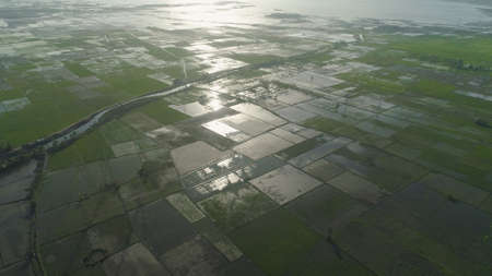 Aerial view of agricultural land, rice terraces near the lake Bato, Philippines, Luzon. Tropical...