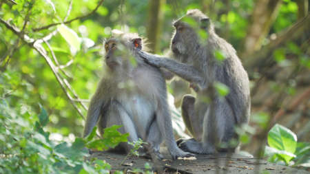 Monkey macaque in the rain forest. Monkeys in the natural environment. Long-tailed macaques, Macaca...