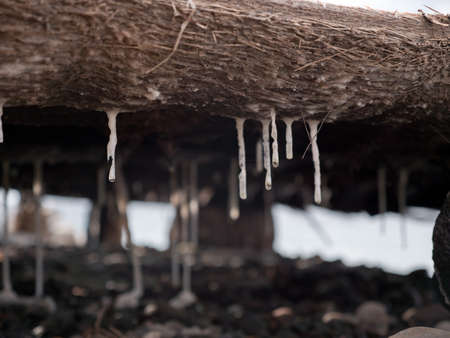 Production of sea salt. Salt crystallizes out of the ground in salt farm, filled with natural salt from the sea.の写真素材