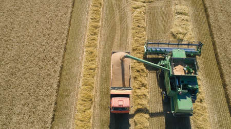 Combine harvester at work harvesting field wheat. Aerial view Combine harvester mows ripe spikelets,...