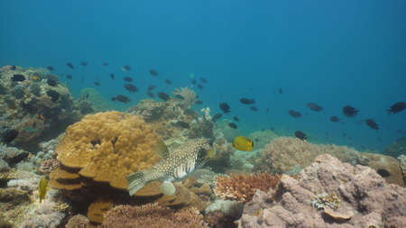 Tropical fish on coral reef at diving. Wonderful and beautiful underwater world with corals and...