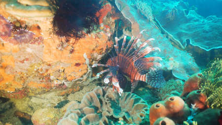 Lionfish on coral reef. Dive, underwater world, corals and tropical fish. Philippines, Mindoro....