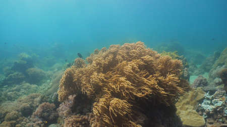 Tropical fish on coral reef at diving. Wonderful and beautiful underwater world with corals and tropical fish. Hard and soft corals. Philippines, Mindoro.の写真素材