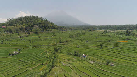 rice fields, agricultural land in countryside. aerial view farmland with rice terrace agricultural...