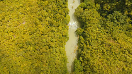 Aerial view, River in the rainforest among the jungle Tropical Loboc river in the rain forest in...
