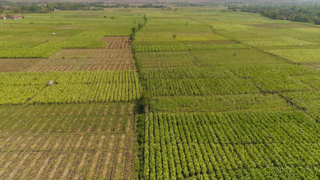 aerial view agricultural land with sown green,tobacco field in countryside. farmland with tobacco...