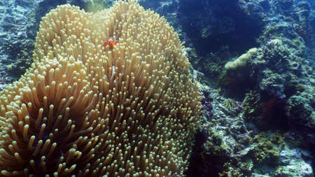 Clown anemonefish on coral reef, tropical fish. underwater world diving and snorkeling on coral...