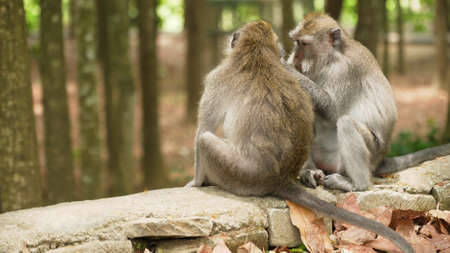 Monkey macaque in the rain forest. Monkeys in the natural environment. Bali, Indonesia. Long-tailed...